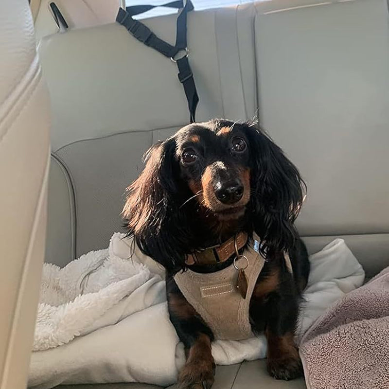📢📢50% OFF !!⏰2-in-1 Dog Car Seat Belt & Walking Leash