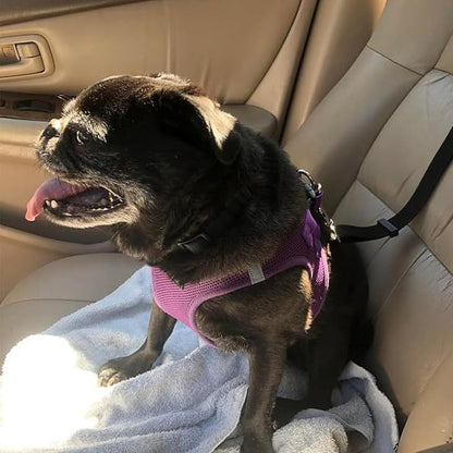 📢📢50% OFF !!⏰2-in-1 Dog Car Seat Belt & Walking Leash