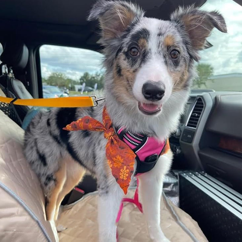 📢📢50% OFF !!⏰2-in-1 Dog Car Seat Belt & Walking Leash
